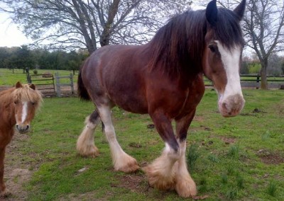 Luke – Clydesdale